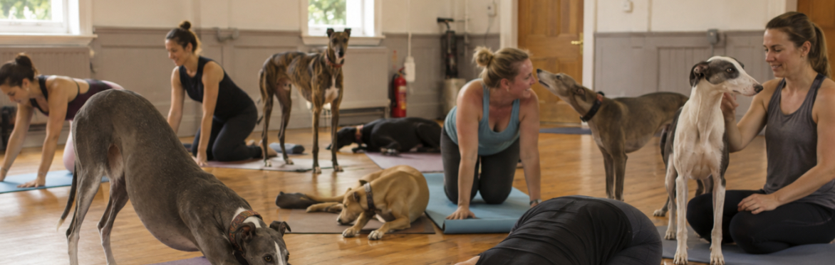 Yoga with Greyhounds