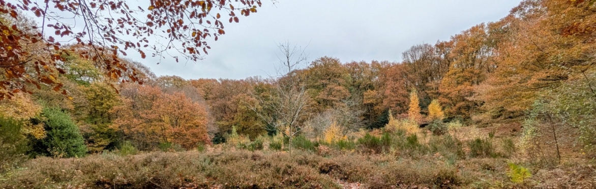 Woodham Walter common in full autumn colour - Credit @ Christ Harvey