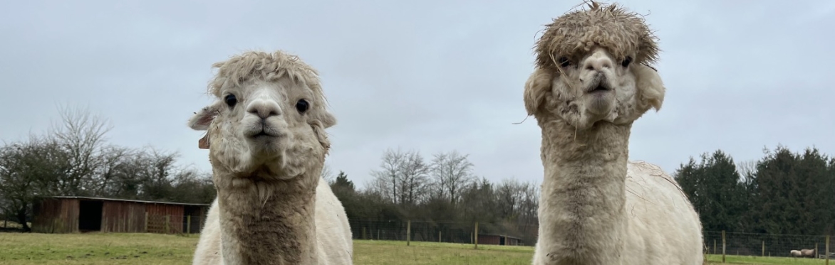 Alpaca Walking