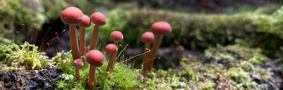 Forest and Fungi Ecology Walk