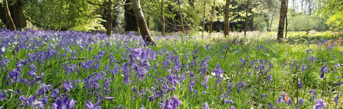 Bluebell woodland