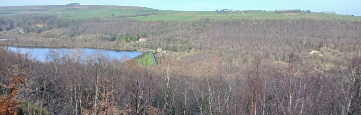 Guided Walk: Winter Tree ID at Wyming Brook