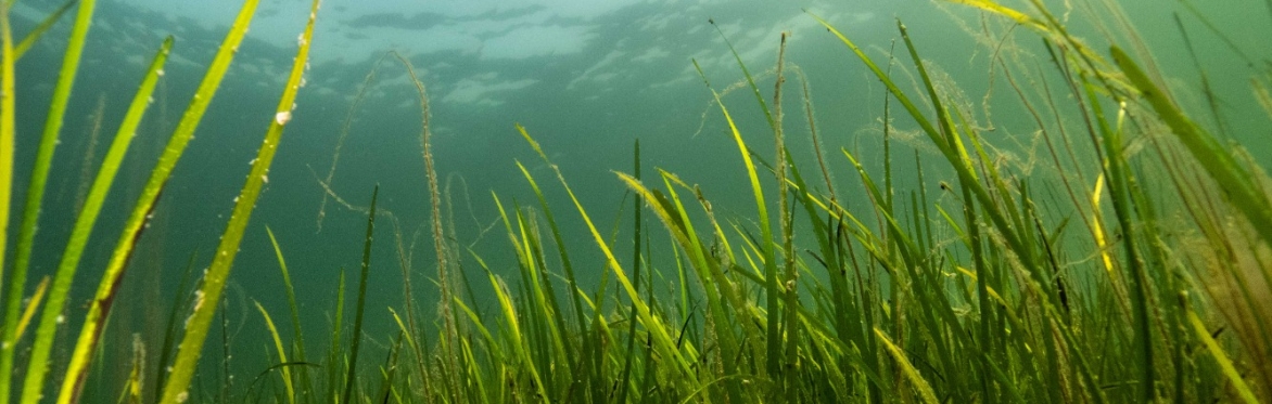 Dale Seagrass Celebration Day