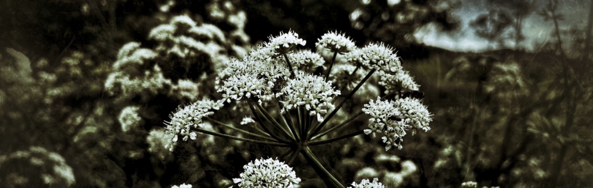 Plants of murder, medicine and magic - Buckinghamshire, Silverstone
