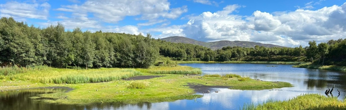 Riparian Planting: Why and How?