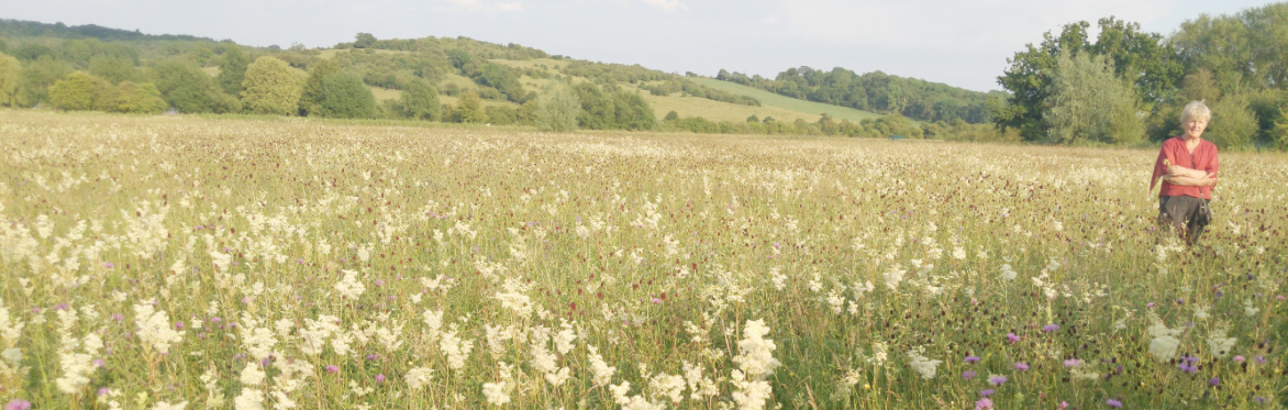 Wildflowers