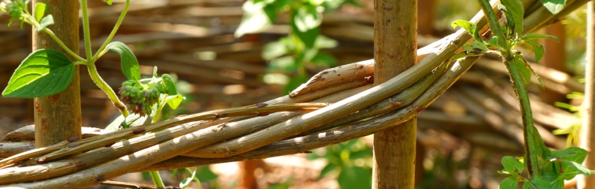 Weaving a Willow Plant Support with Hazel Godfrey (5 November 2026)