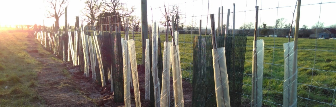Hedge Planting at Home Farm, Landican