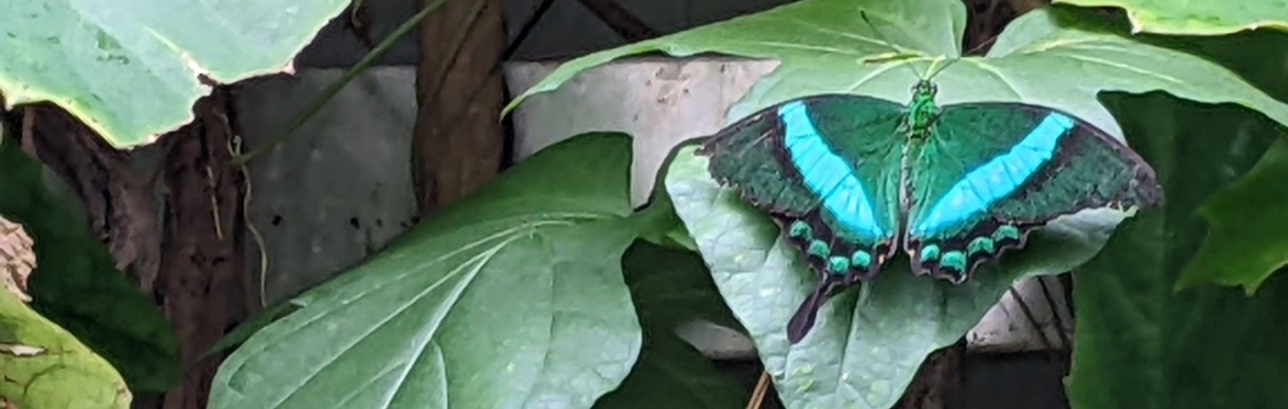 Butterfly on Green Leaf