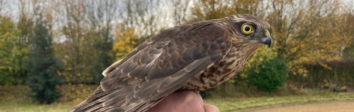 Boothby Bird Ringing Demonstration