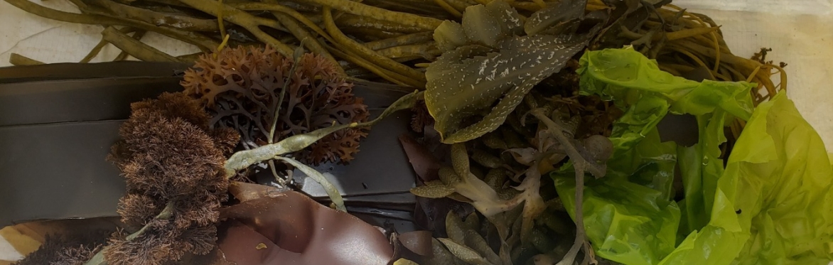 Monthly Plant Walk: Seaweed Forage with Tamara Colchester