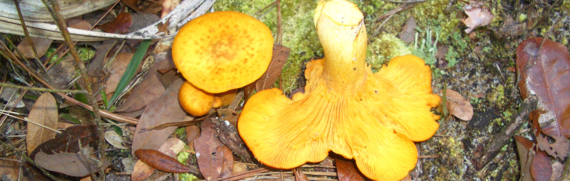 Chanterelles for dinner tonight