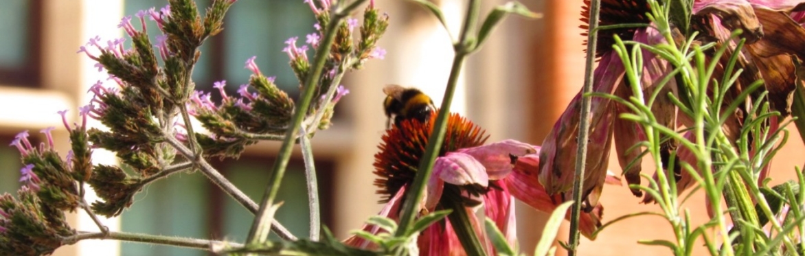 South Kensington Biodiversity Walking Tour for Climate Action Week
