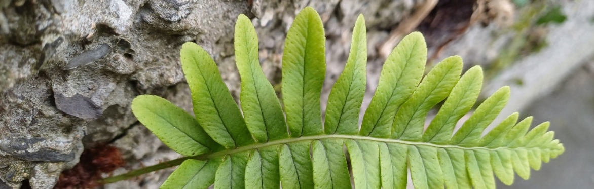 Training Workshop - Identifying Ferns for Complete Beginners, Drumnaph Nature Reserve, Maghera