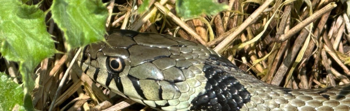 Family Reptile Adventure