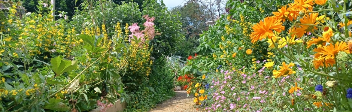 Flowers in a garden