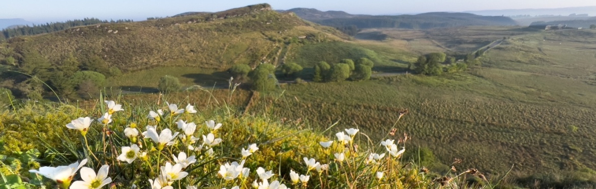 Botanical Skills NI: Botanical data and Protected Area conservation, with Lisa Maddox and Mark Wright