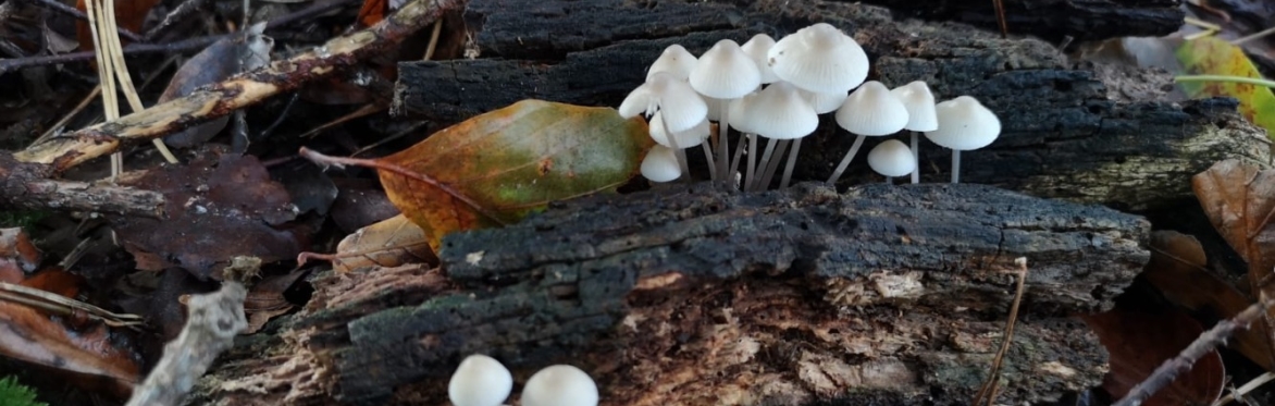Familiar Fungi for First Timers