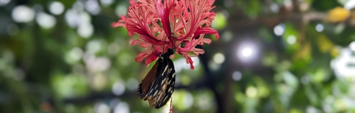 Butterfly on Red Flower