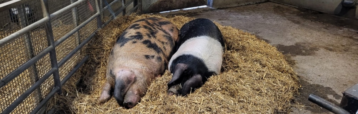Pigs lying on straw