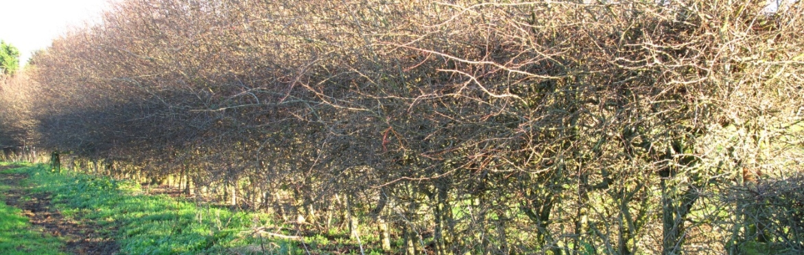 Hedgelaying in Norley, Delamere