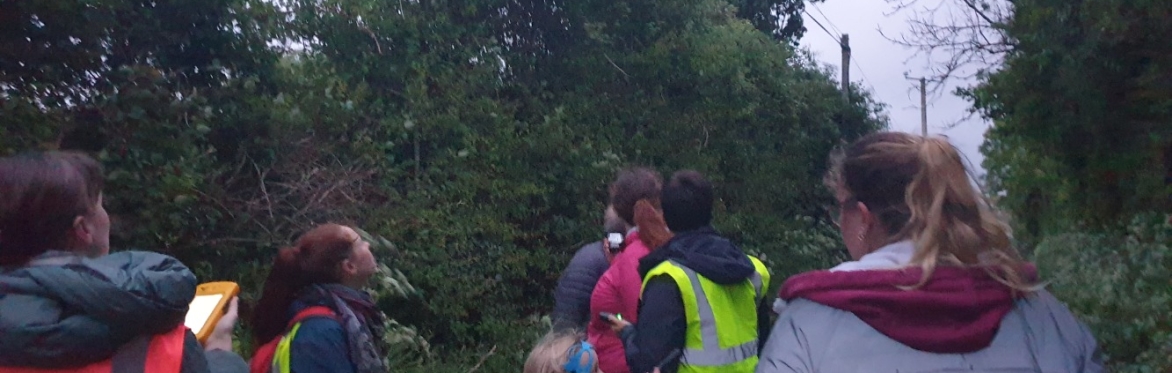 Ballybofey Bat Walk