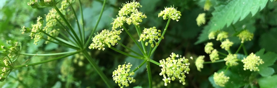 Norfolk, Hunstanton, Spring Wild Food Foraging Course/Walk