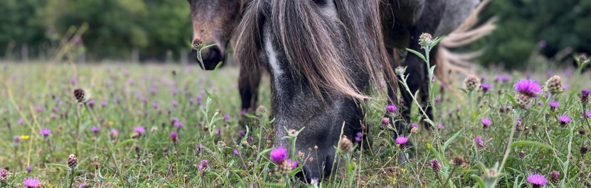 Rescue Pony Meet & Greet Session