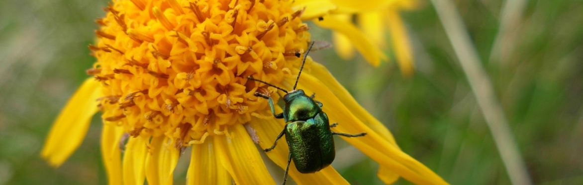 Riserva Naturale Paluaccio di Oga
