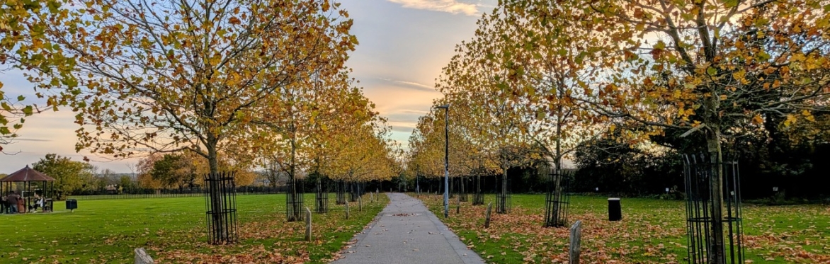Maldon Trees Credit @ Walk it Local - Maldon's Millenium Trees planted in 2000 an avenue of trees near Princes Road, Maldon