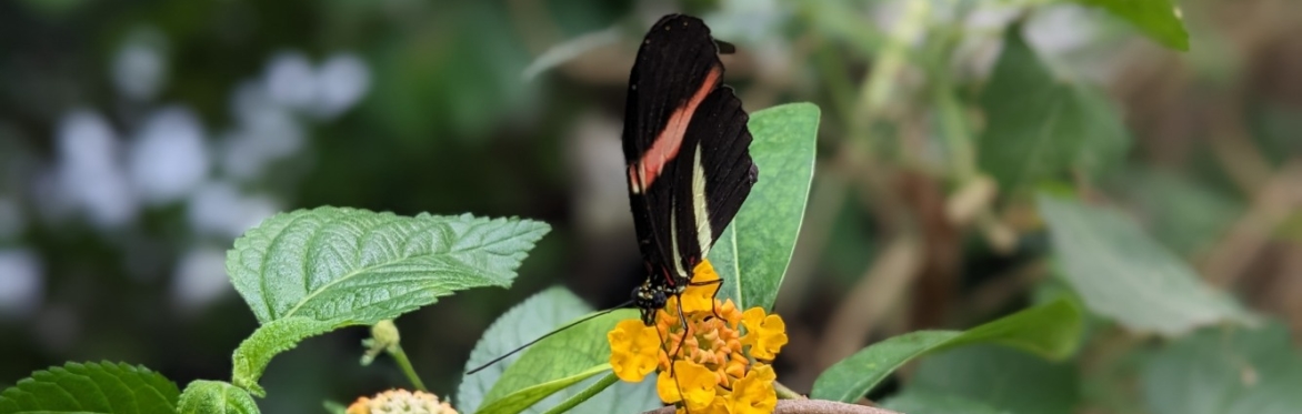 Butterfly on Yellow Flower