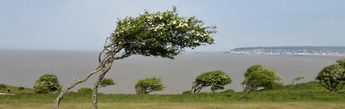 Botanical Skills NI: The Hawthorns (Crataegus) of Britain and Ireland, with Cameron Crook