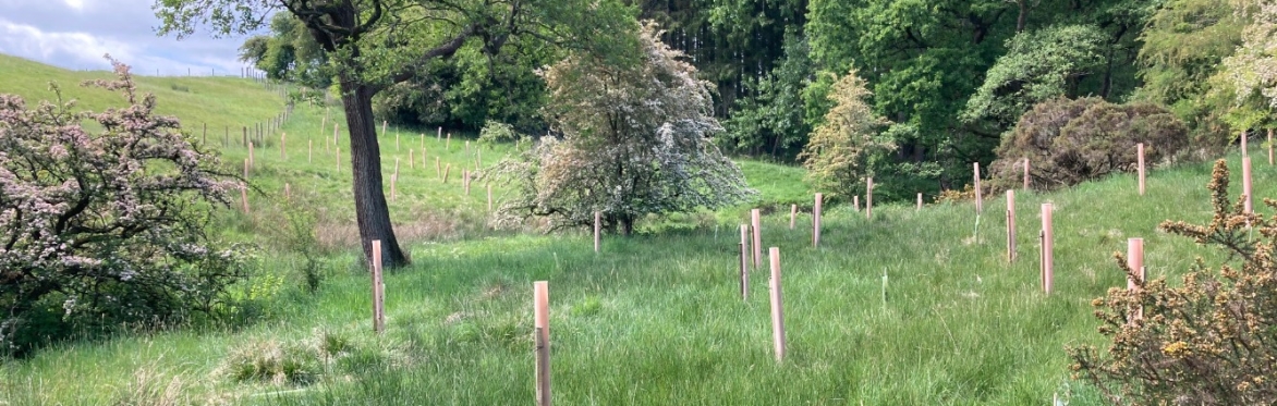 Woodland Maintenance @ Lower Alston, Ribchester
