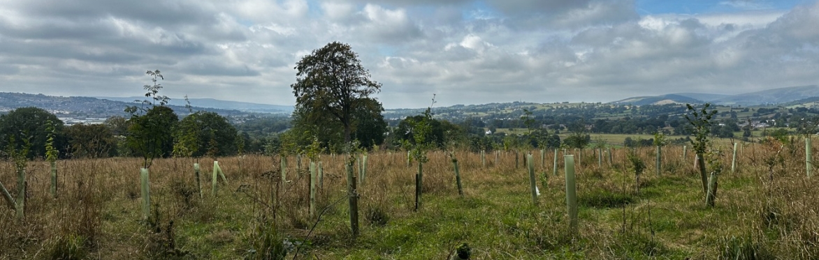 Woodland Maintenance @ Alkincoats Park, Colne