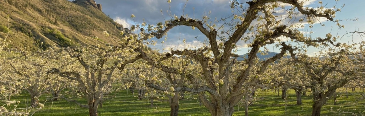 Whitestone Mountain Orchard- Farm to School on an organic orchard