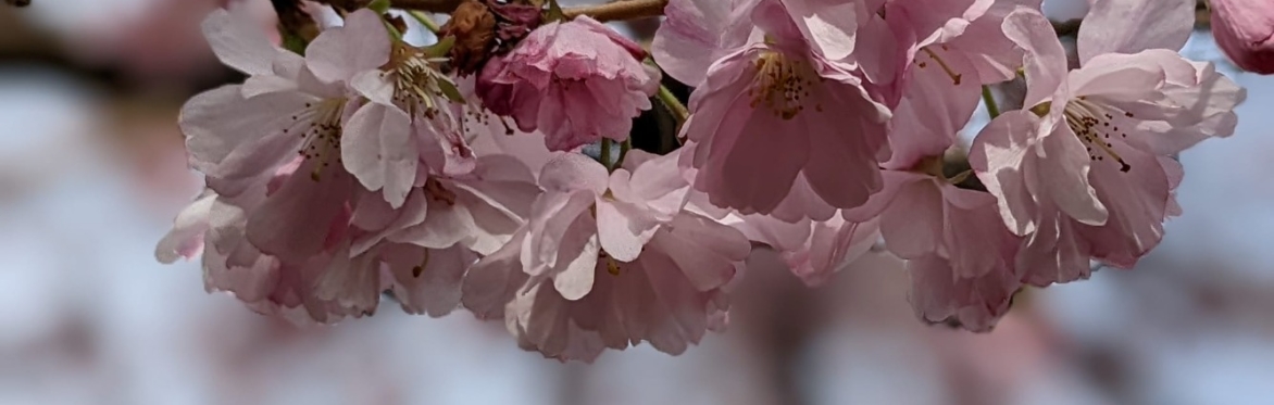Mindful Photography walk