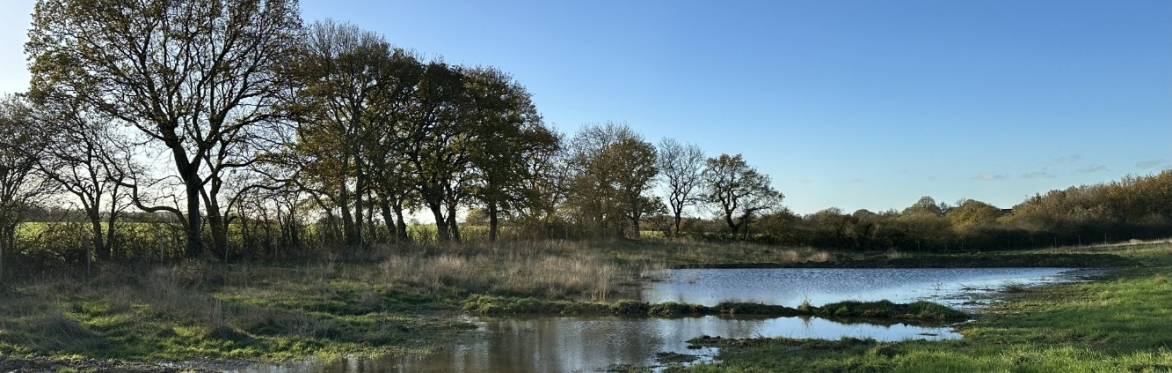 Heal wetlands
