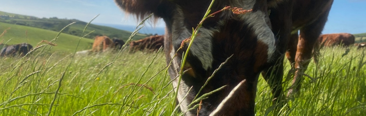 10kg Henbant Beef Bag - Pasture and Woodland Fed Chemical Free Beef