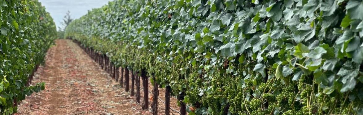 Dinner in the Vineyard