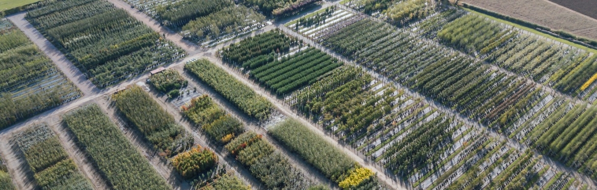The Tree Forum