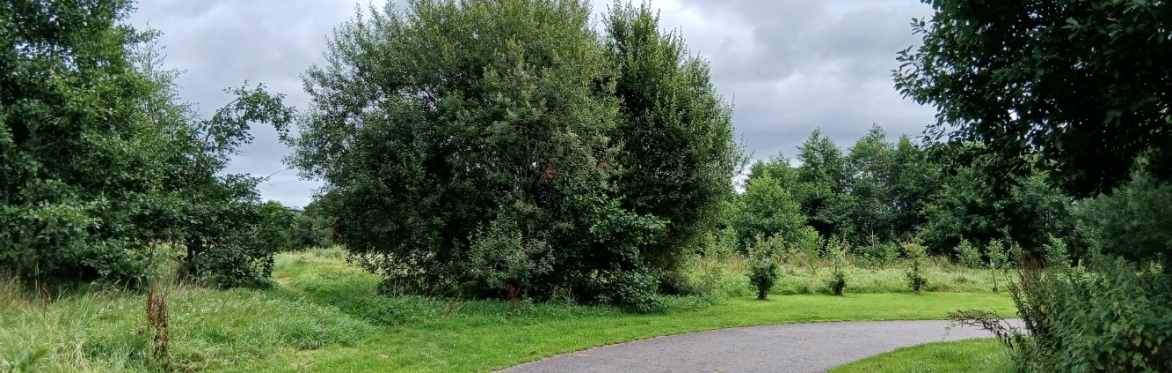 Botanical Skills NI: New Year Plant Hunt (NYPH) at Bay Road Nature Reserve