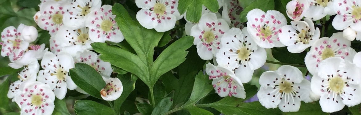 Wild May: Stories for the Springtime at Moor Barton Wilding