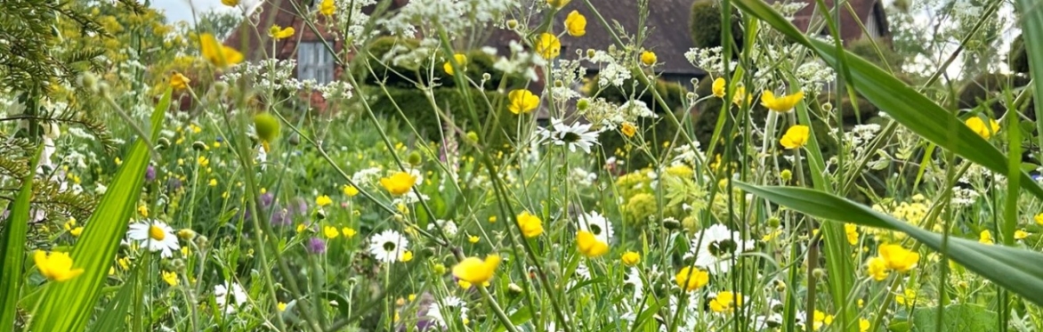 The Meadows at Great Dixter - A Management Case Study
