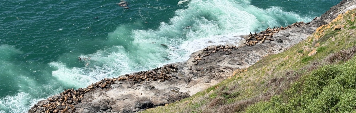 Sea Lions - Northern Oregon coast