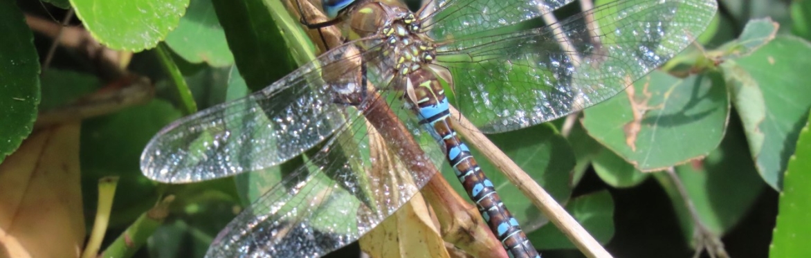 Pegwell wildlife through the senses