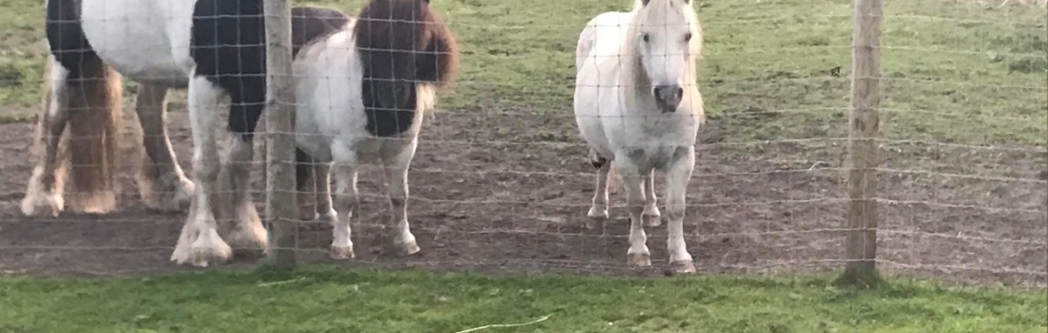 Community Pony Day