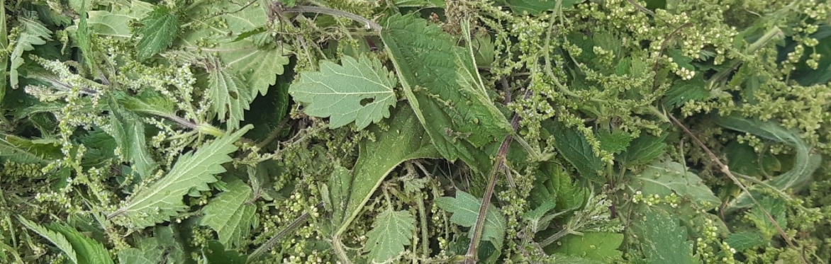 Nettle Cordage Workshop