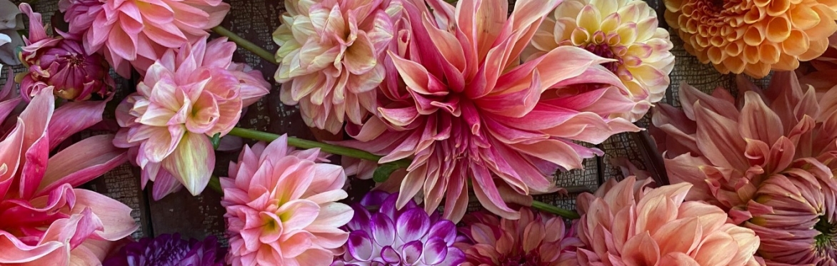 Dahlia Tuber Dividing Workshop