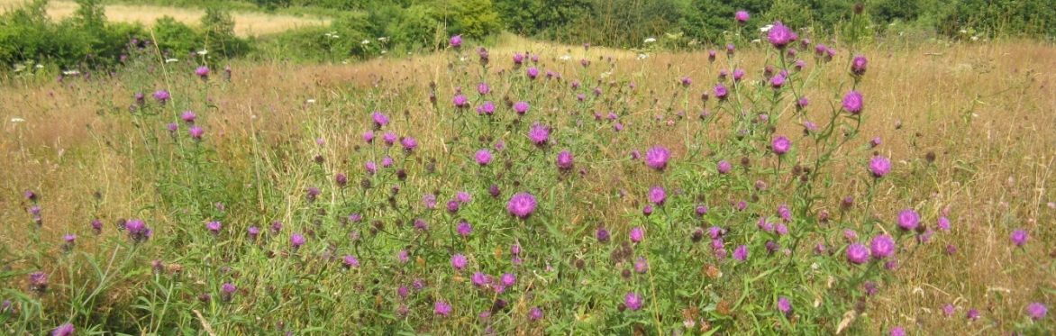 View of Carbrook Ravine haymeadows. Photo Credit: Nabil Abbas