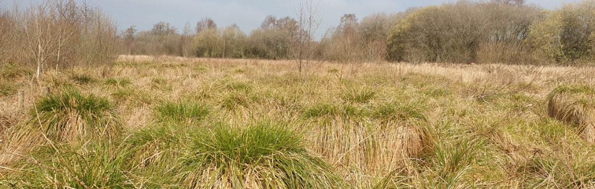 Bagmere and Brereton Heath Invertebrate Recording Day